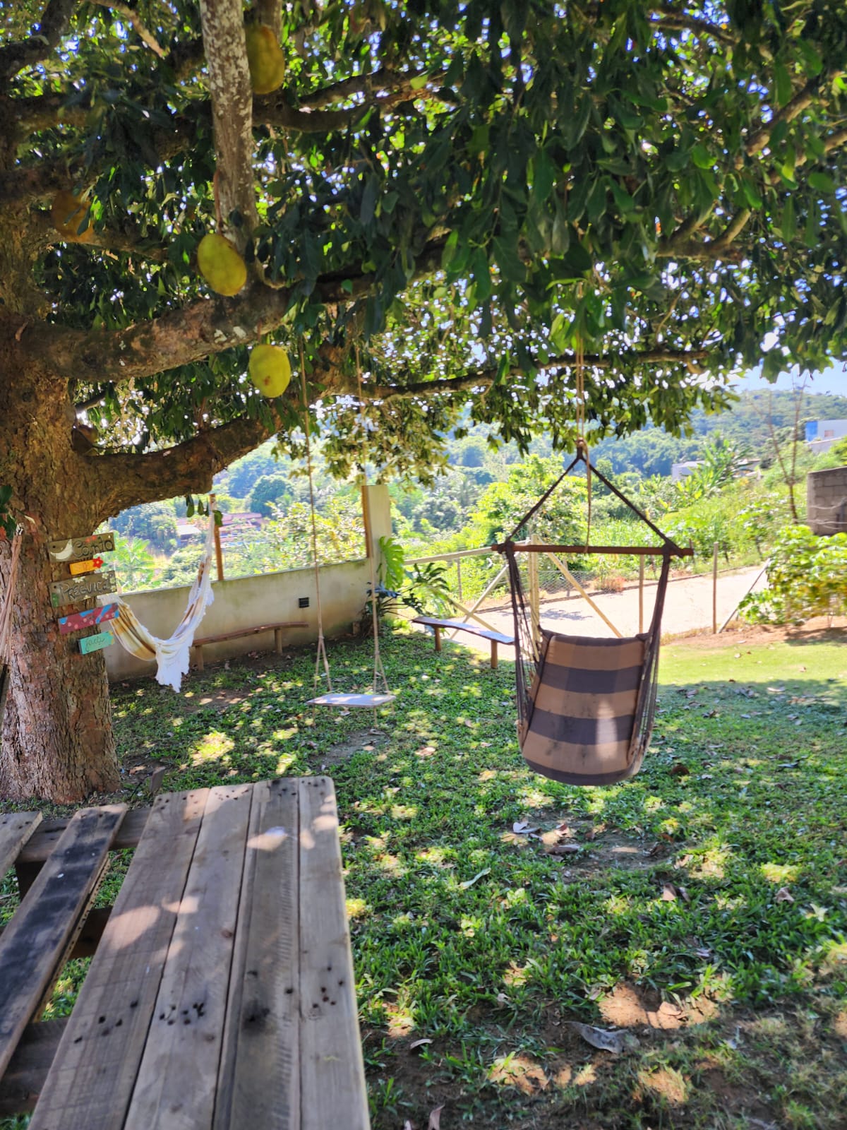 Árvores frutíferas da propriedade